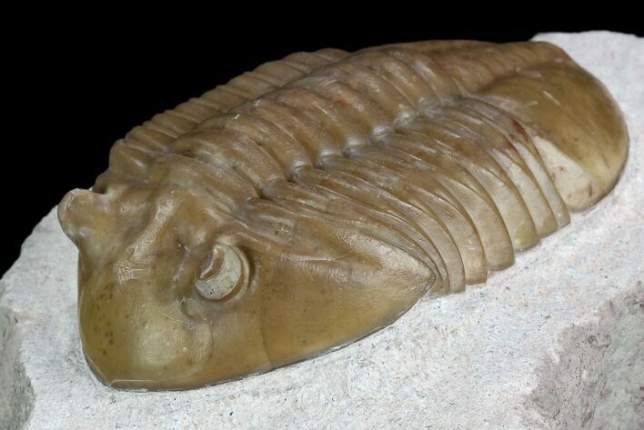 Asaphus Lepidurus Trilobite - Russia #125664